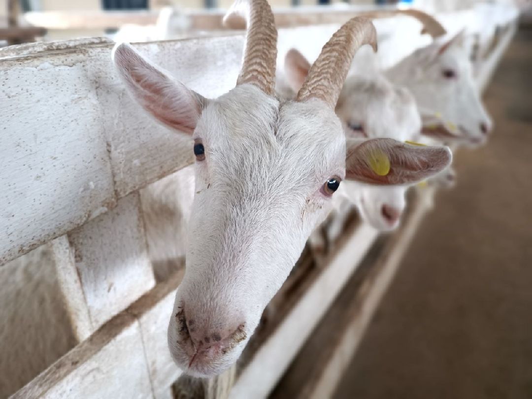 Можайский Округ, Подмосковье, Агротуризм, Экоферма