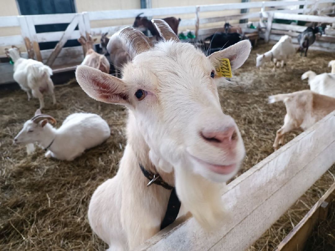 Можайский Округ, Подмосковье, Агротуризм, Экоферма