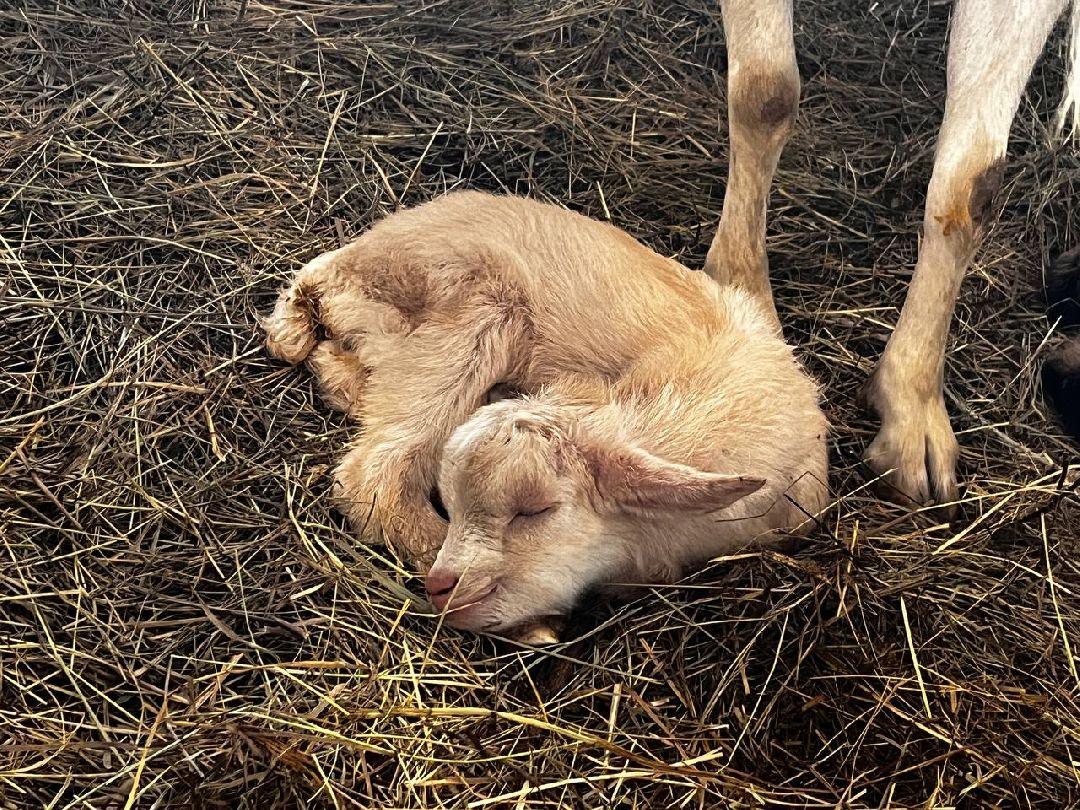 Можайский Округ, Подмосковье, Агротуризм, Экоферма