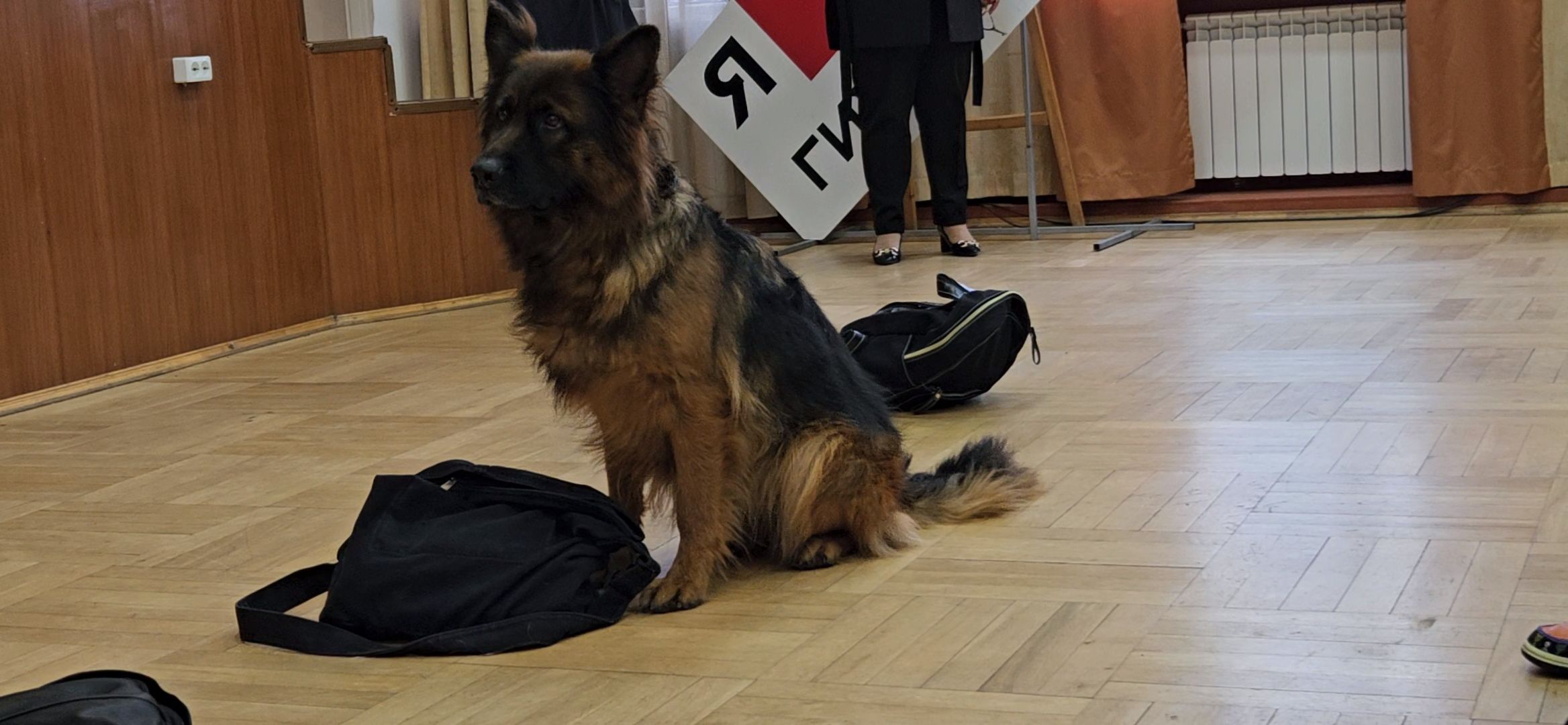 профориентация, школа, Жуковский, полиция, кинолог, кинологическая служба, собака,