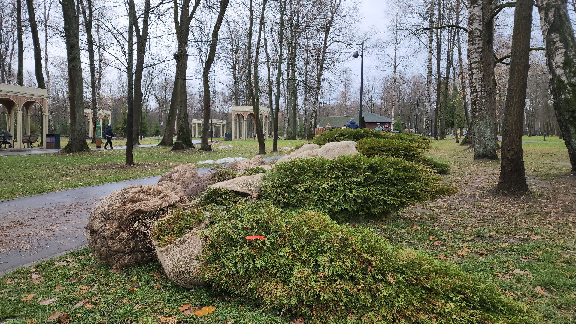 ступино, парк имени островского, озеленение парков, вертикалки,