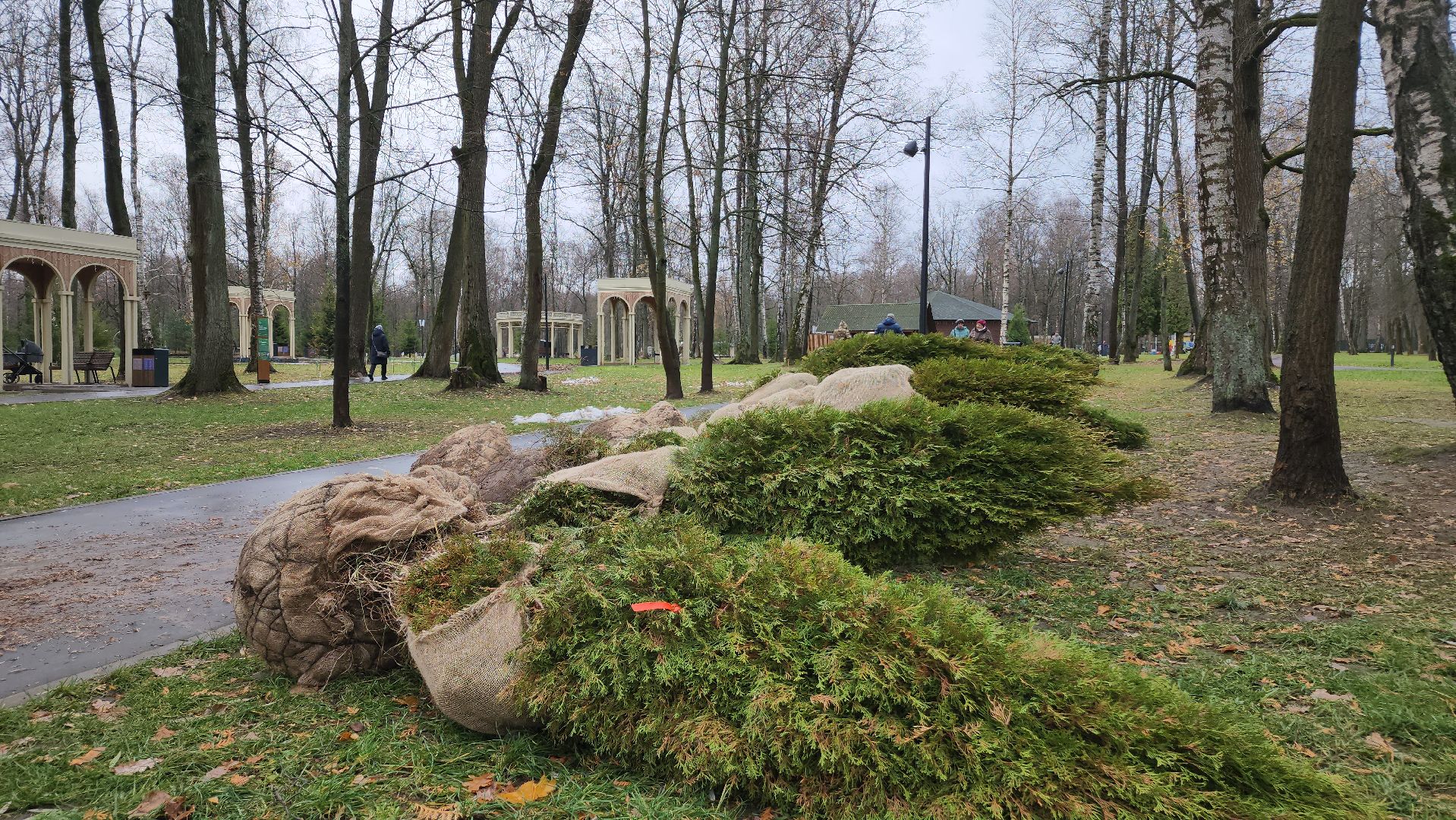 ступино, парк имени островского, озеленение парков, вертикалки,