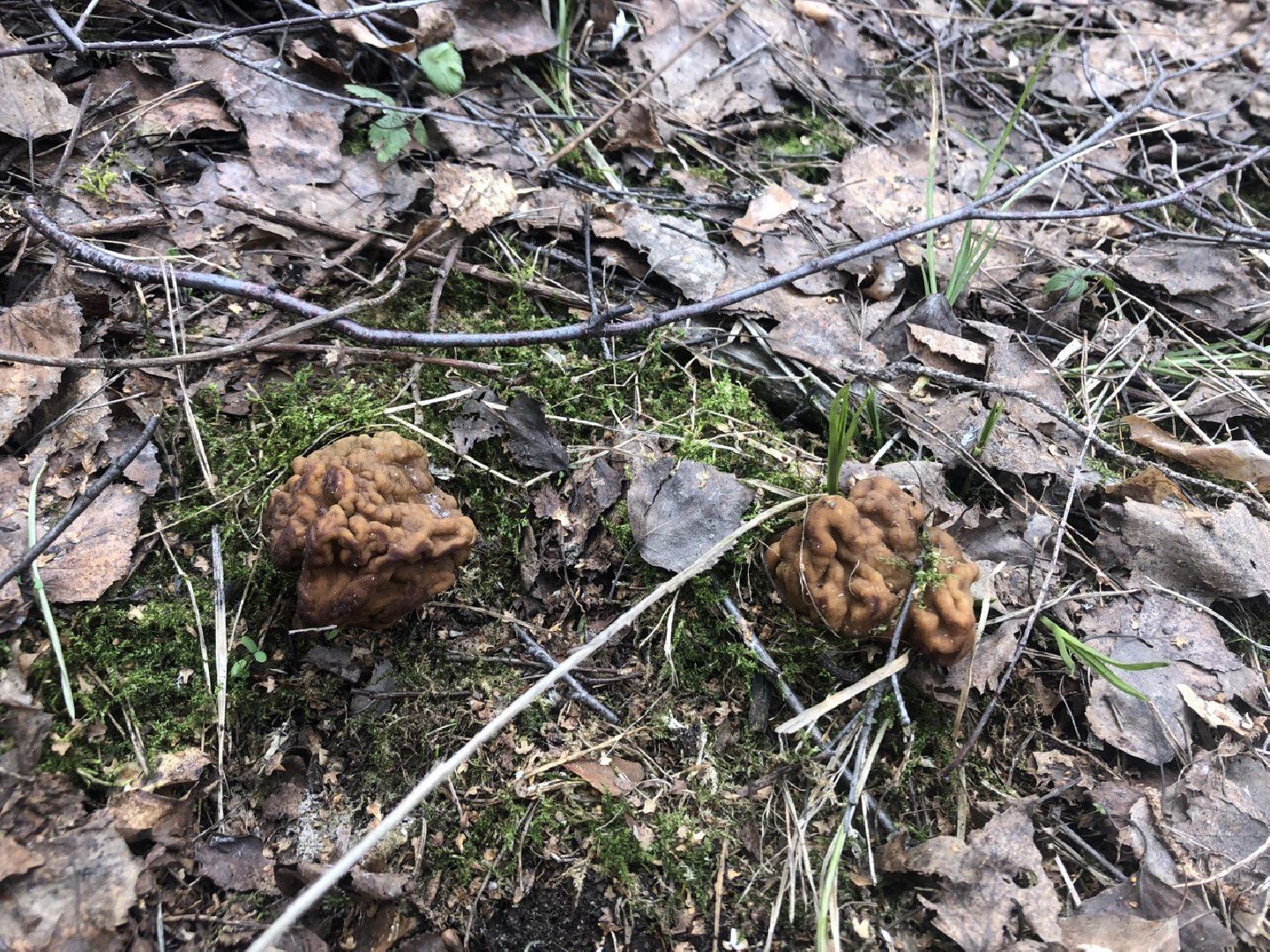 Грибной сезон, строчки, Богородский городской округ, грибы