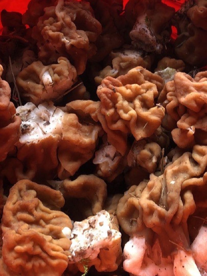 Грибной сезон, строчки, Богородский городской округ, грибы