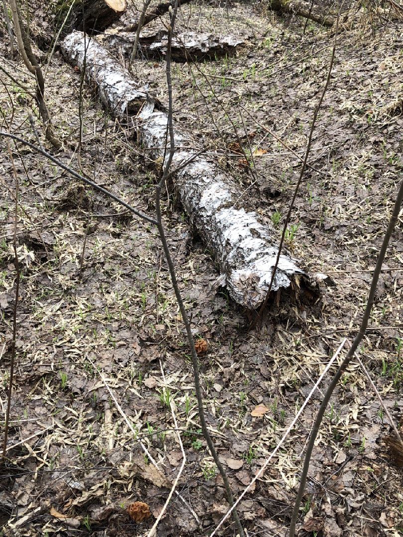 Грибной сезон, строчки, Богородский городской округ, грибы