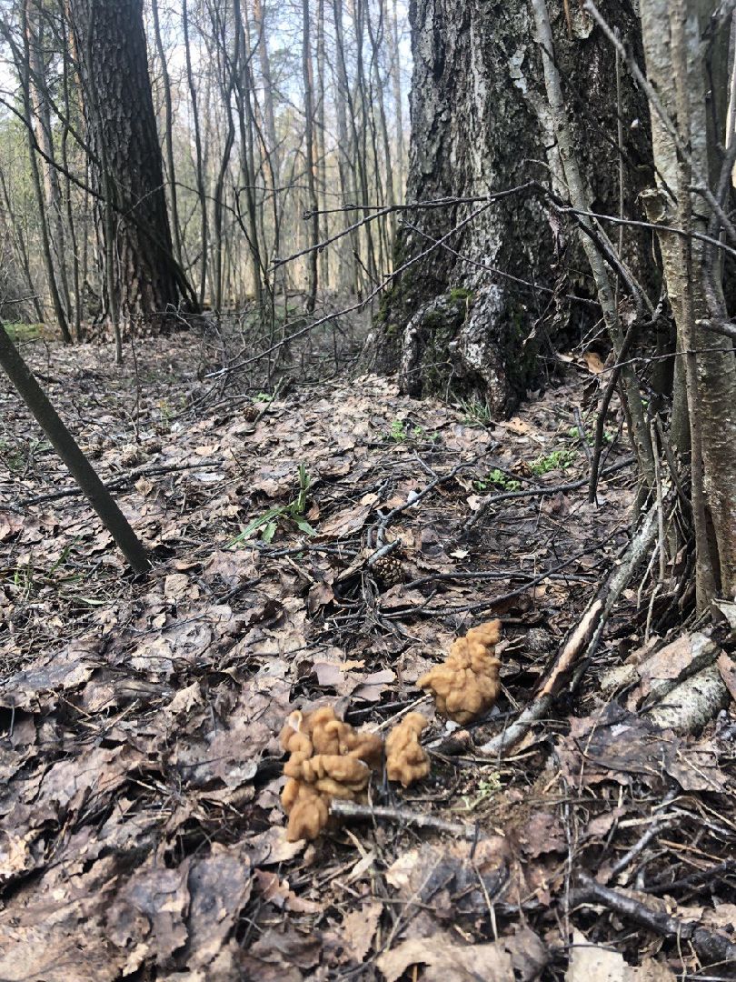 Грибной сезон, строчки, Богородский городской округ, грибы