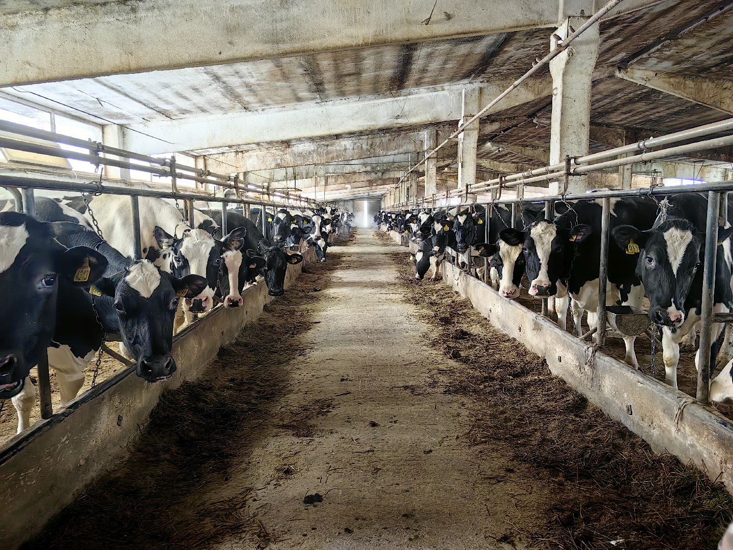 продукция, творог, масло, молоко, ферма, надой, корм, субсидии,