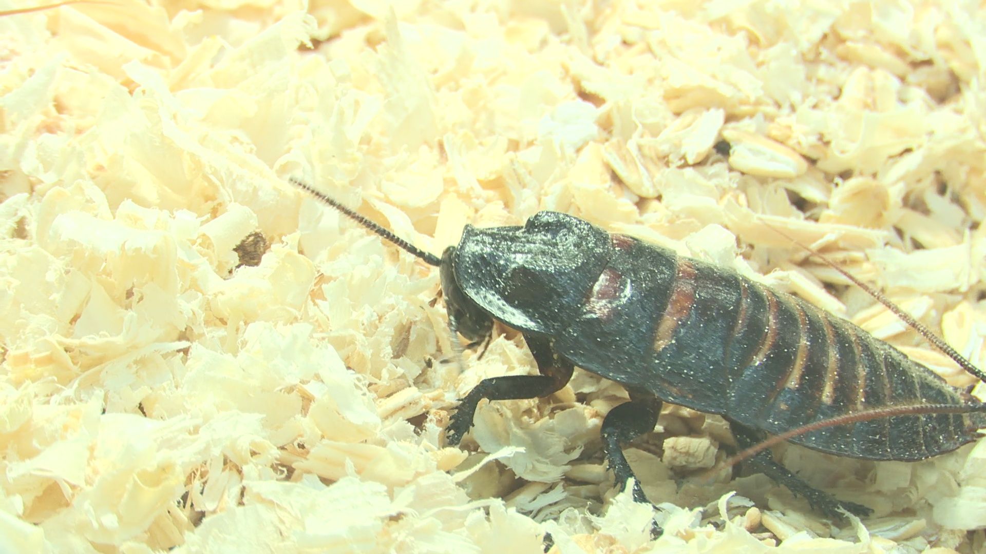 Реутов, вертикалки, культура, музей, выставка, бабочки,