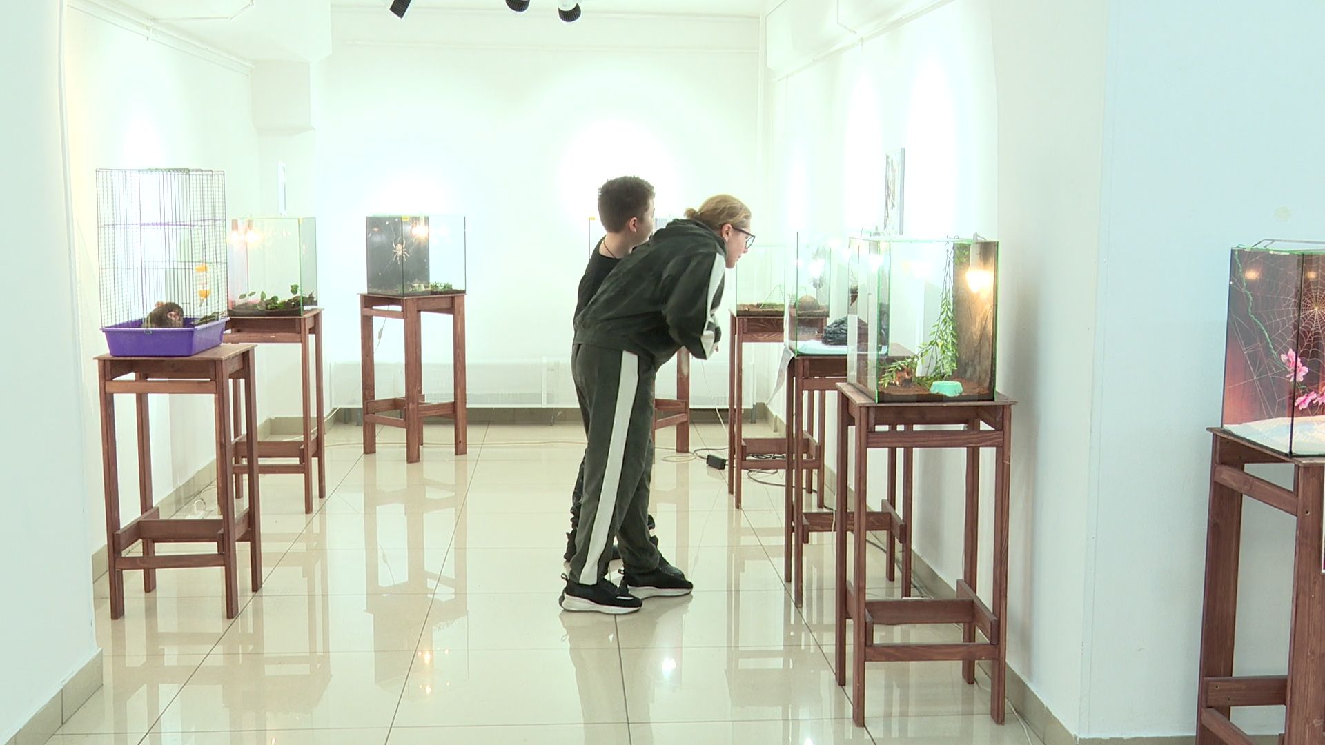 Реутов, вертикалки, культура, музей, выставка, бабочки,