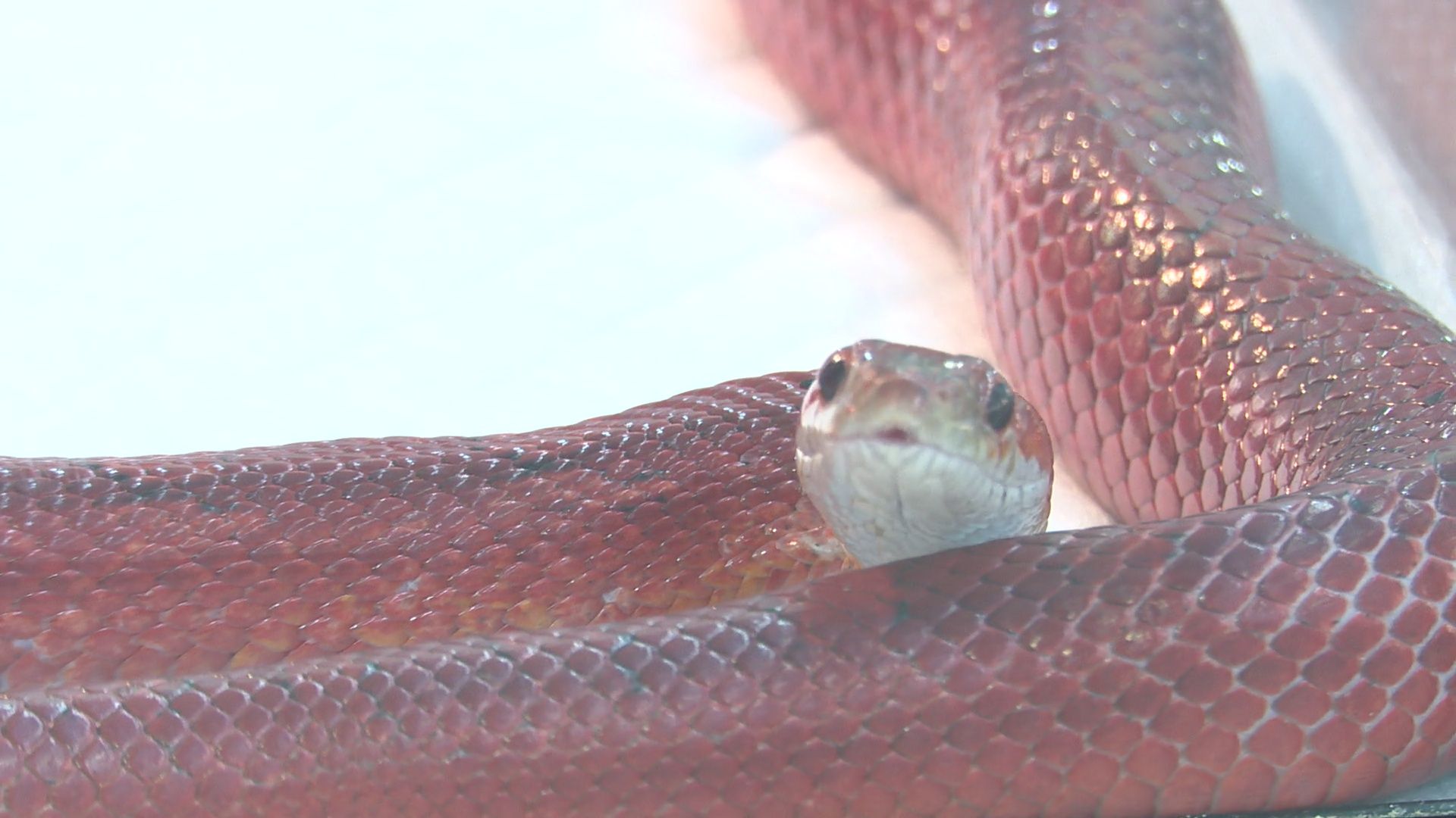 Реутов, вертикалки, культура, музей, выставка, бабочки,