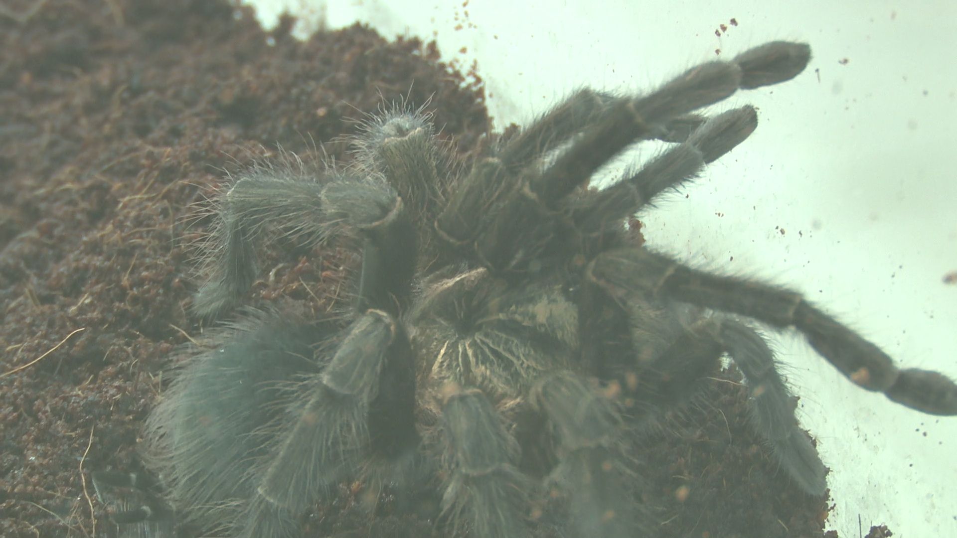 Реутов, вертикалки, культура, музей, выставка, бабочки,