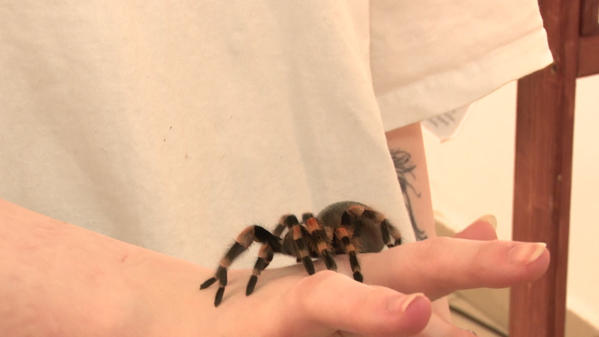 Реутов, вертикалки, культура, музей, выставка, бабочки,