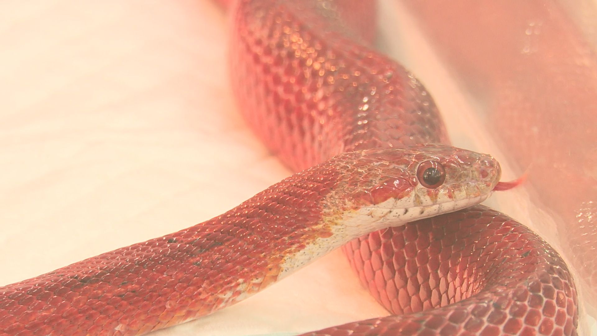 Реутов, вертикалки, культура, музей, выставка, бабочки,