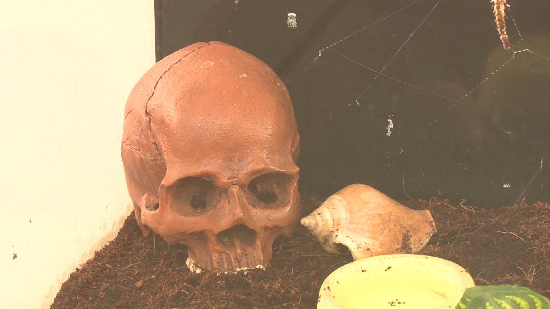 Реутов, вертикалки, культура, музей, выставка, бабочки,