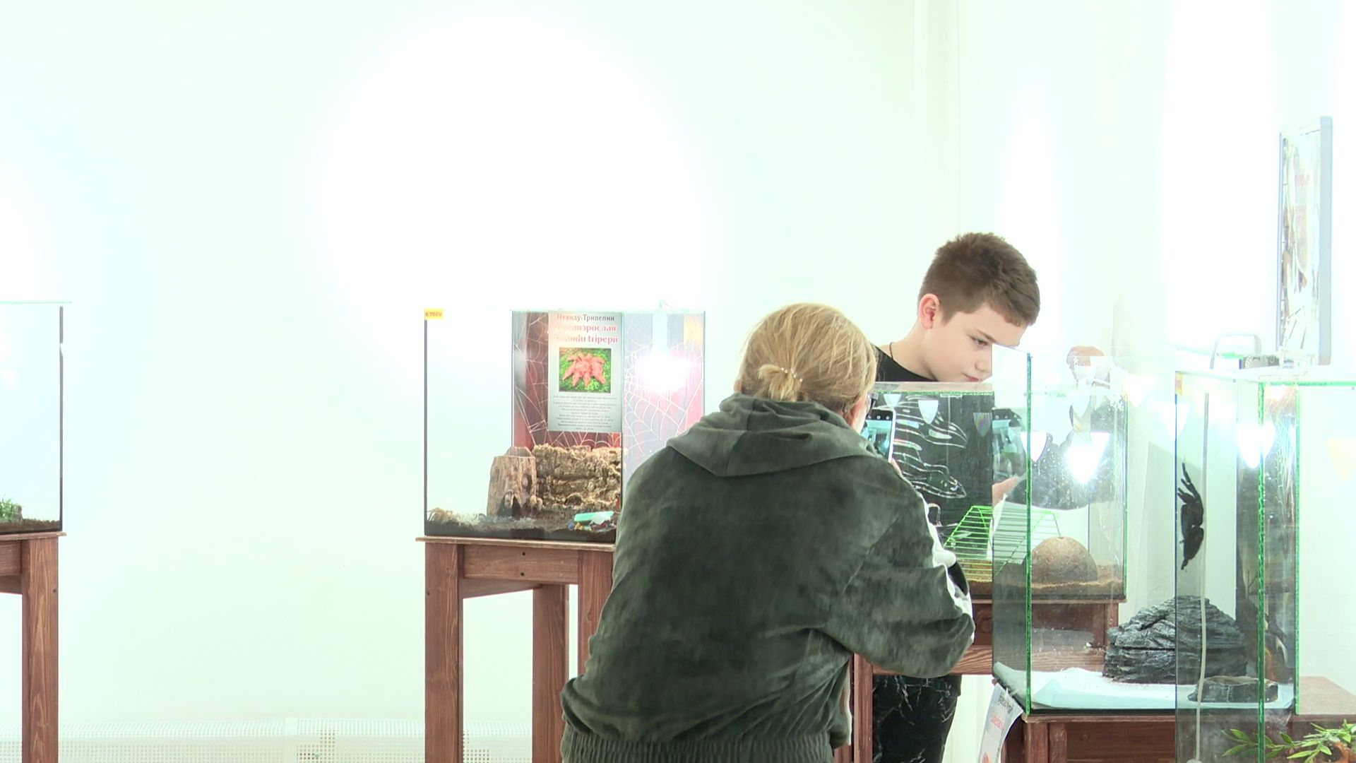 Реутов, вертикалки, культура, музей, выставка, бабочки,