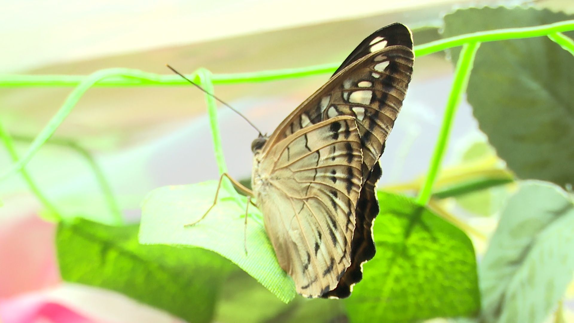 Реутов, вертикалки, культура, музей, выставка, бабочки,