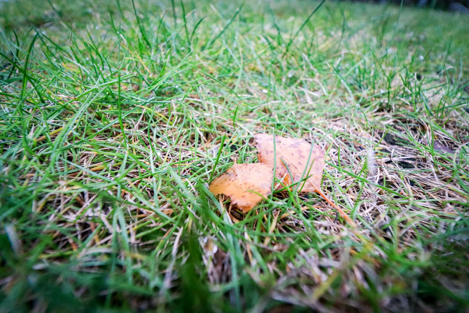 Клин, общество, ЖКХ, парки, уборка листвы, вертикалки,