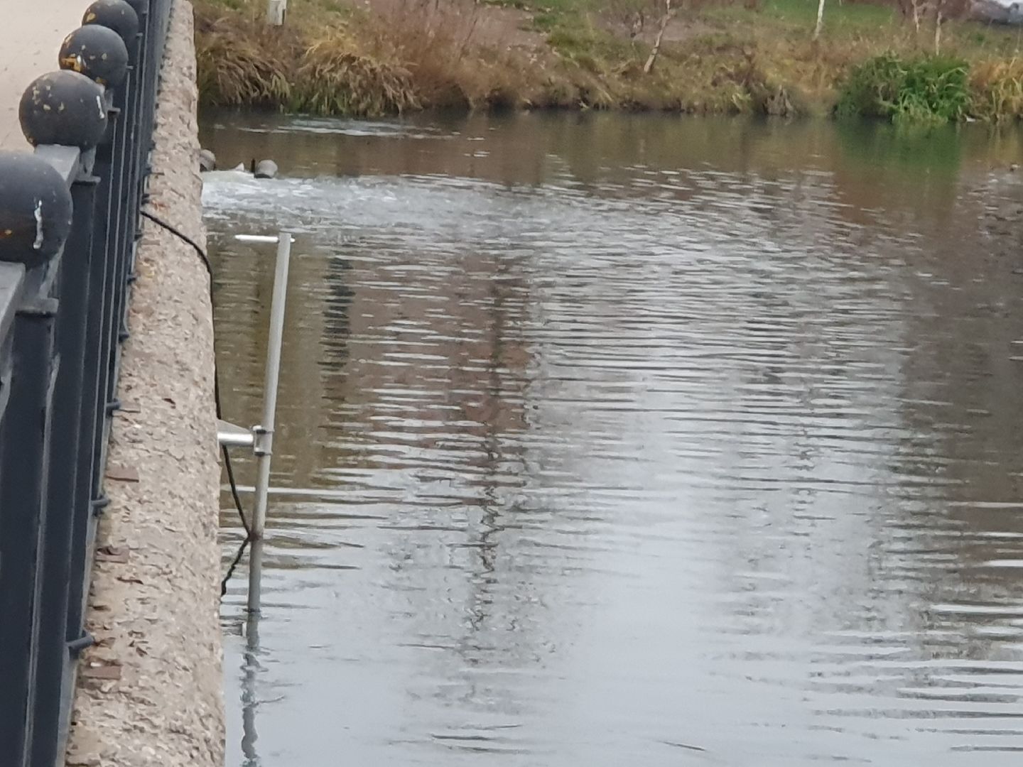 вертикалки, лебеди,