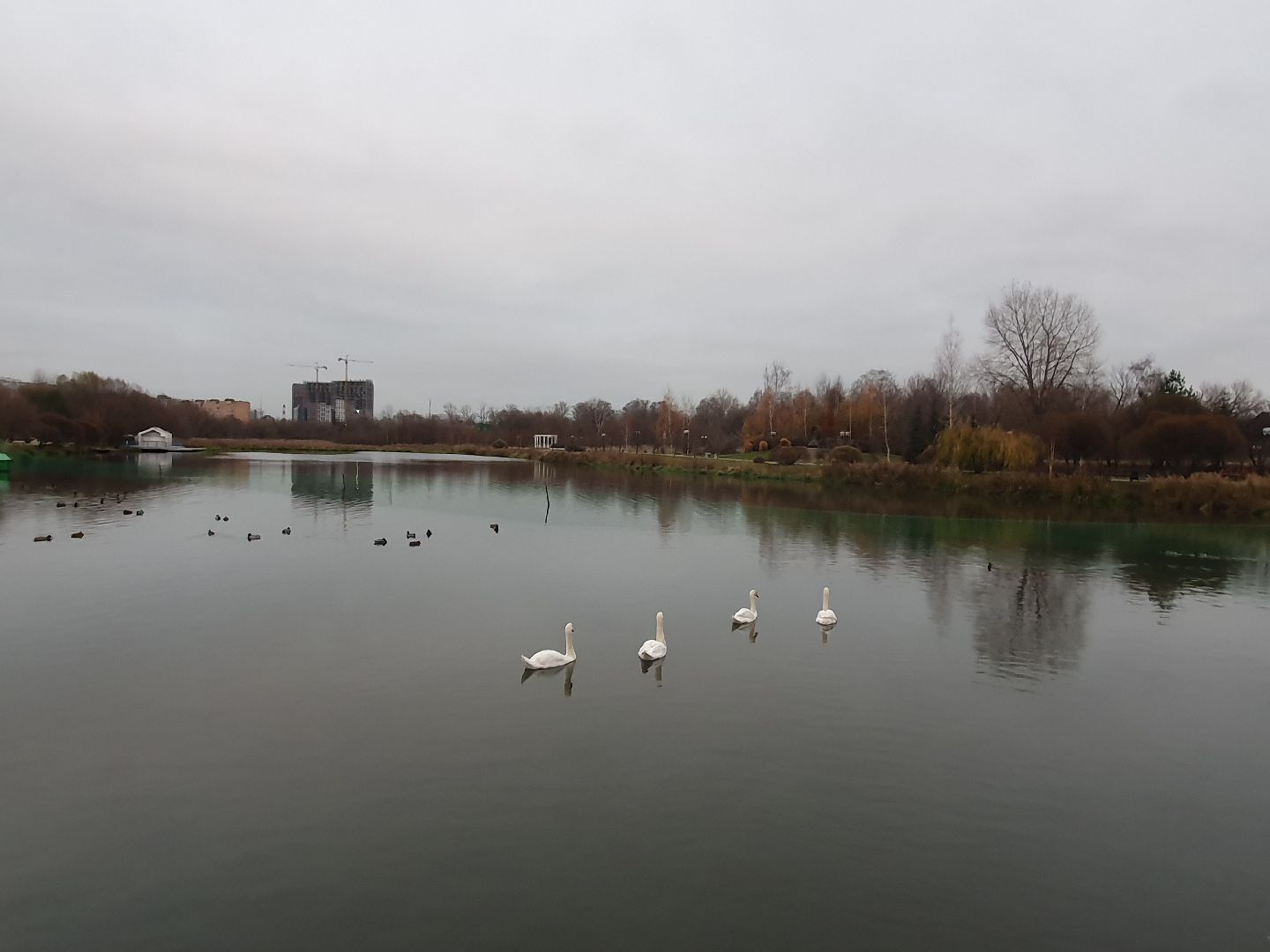 вертикалки, лебеди,