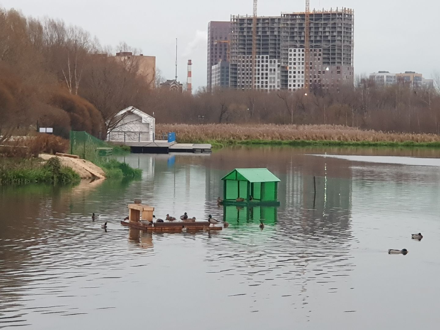 вертикалки, лебеди,