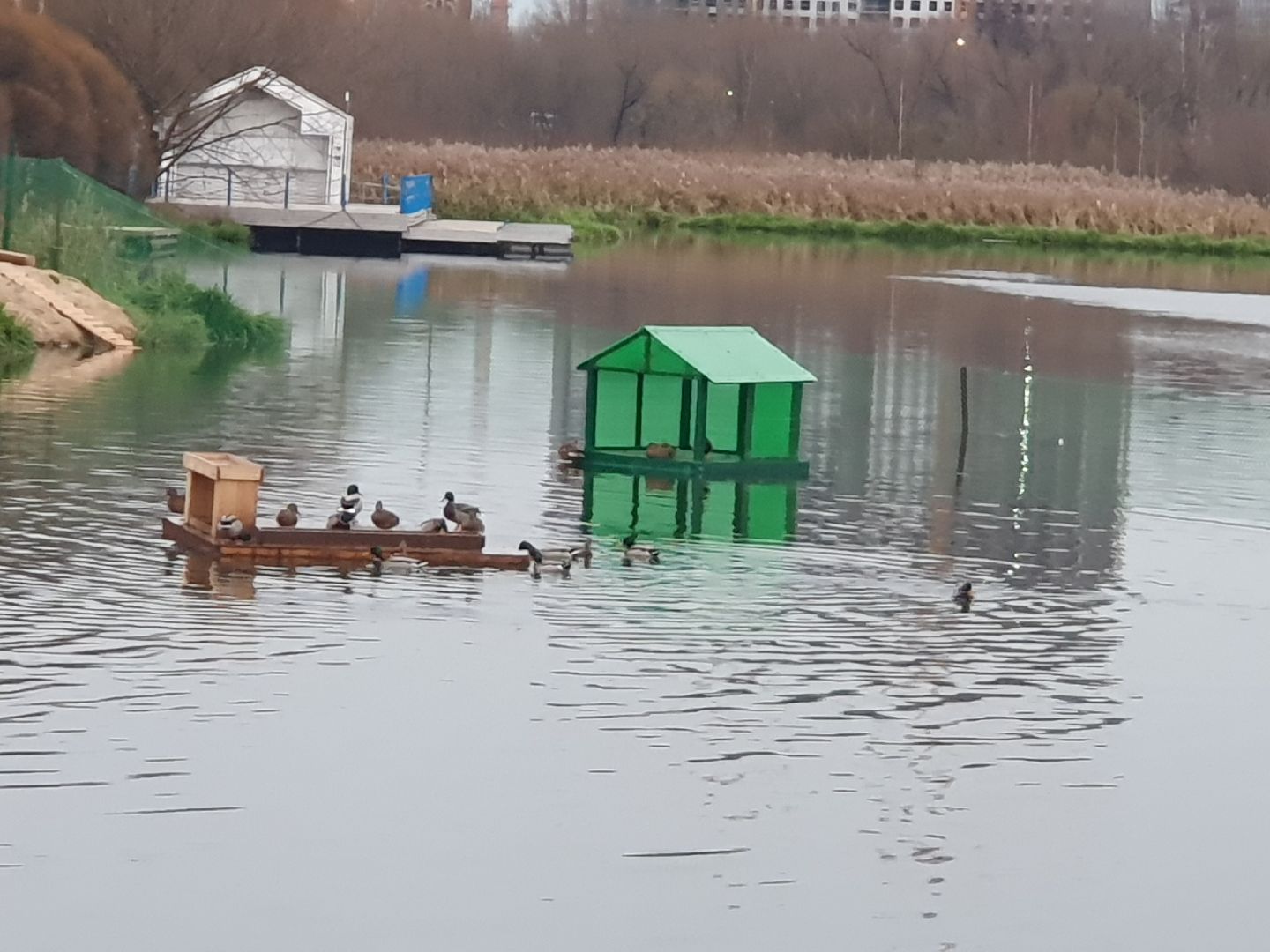 вертикалки, лебеди,