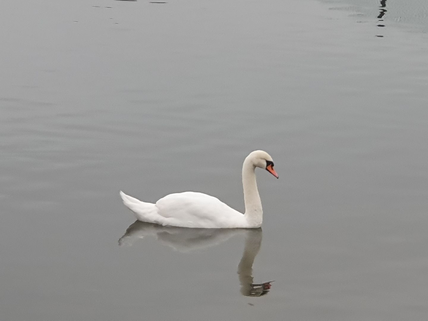 вертикалки, лебеди,