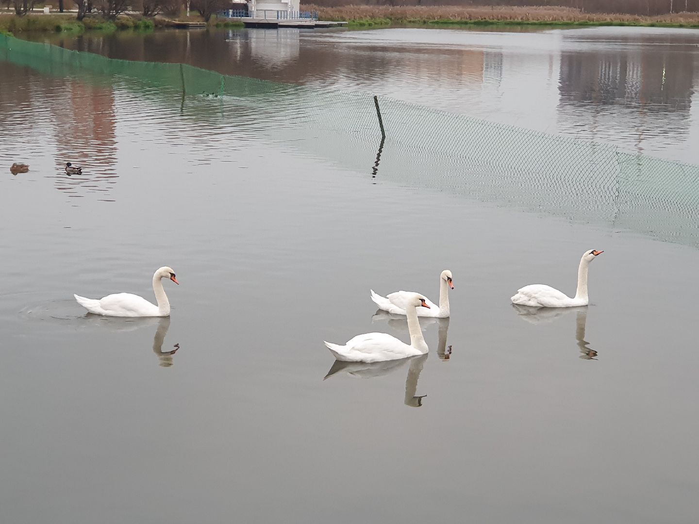 вертикалки, лебеди,