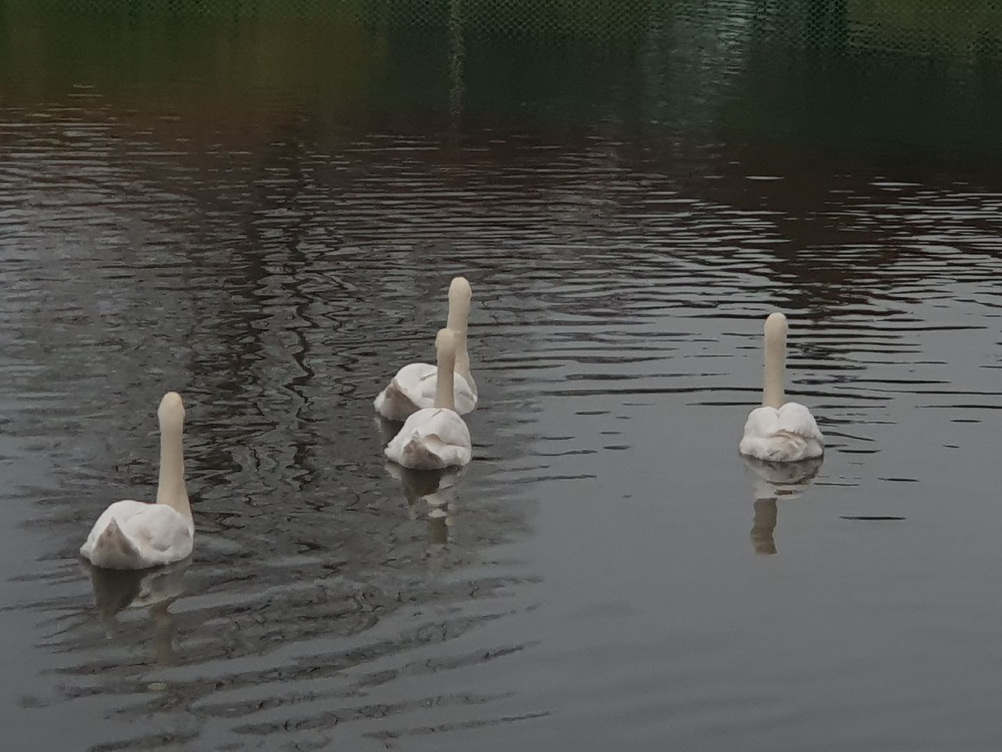 вертикалки, лебеди,