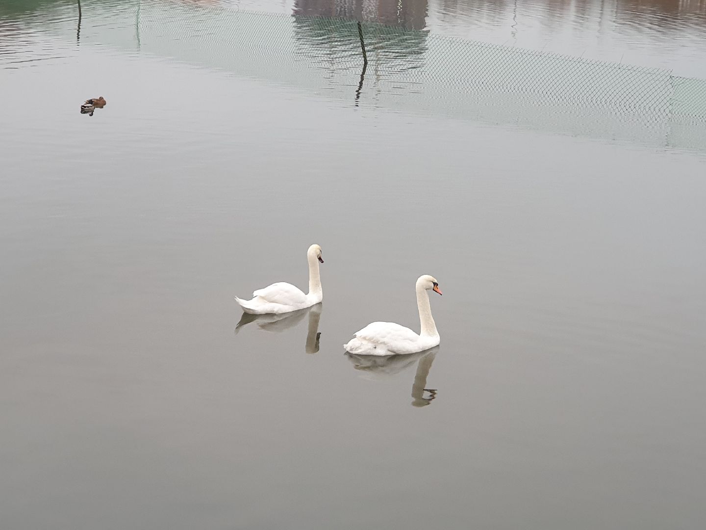 вертикалки, лебеди,