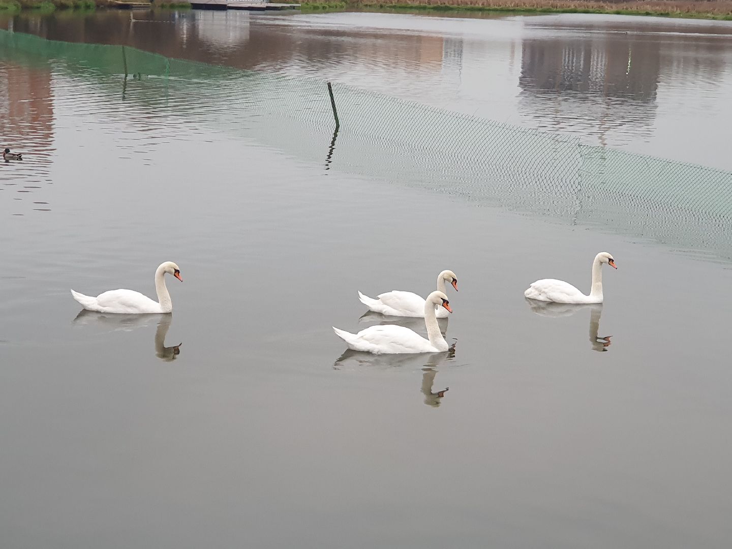 вертикалки, лебеди,