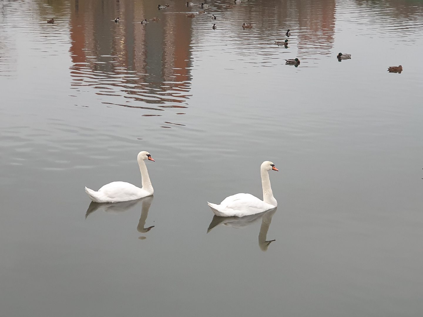 вертикалки, лебеди,