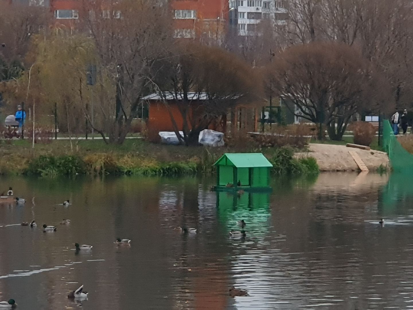 вертикалки, лебеди,