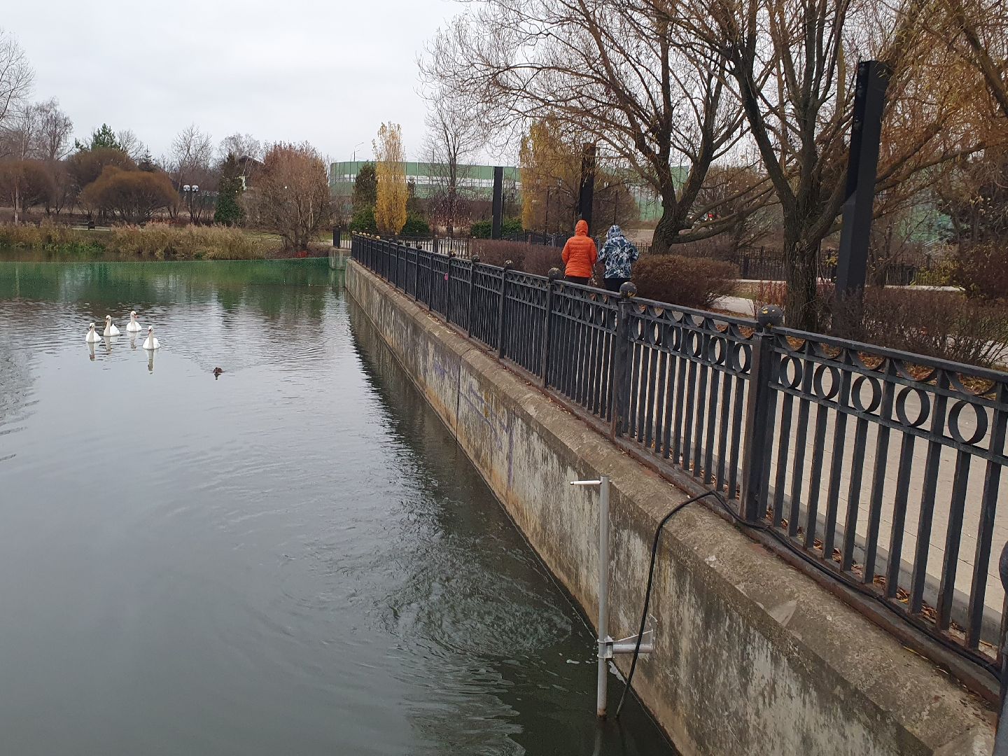 вертикалки, лебеди,