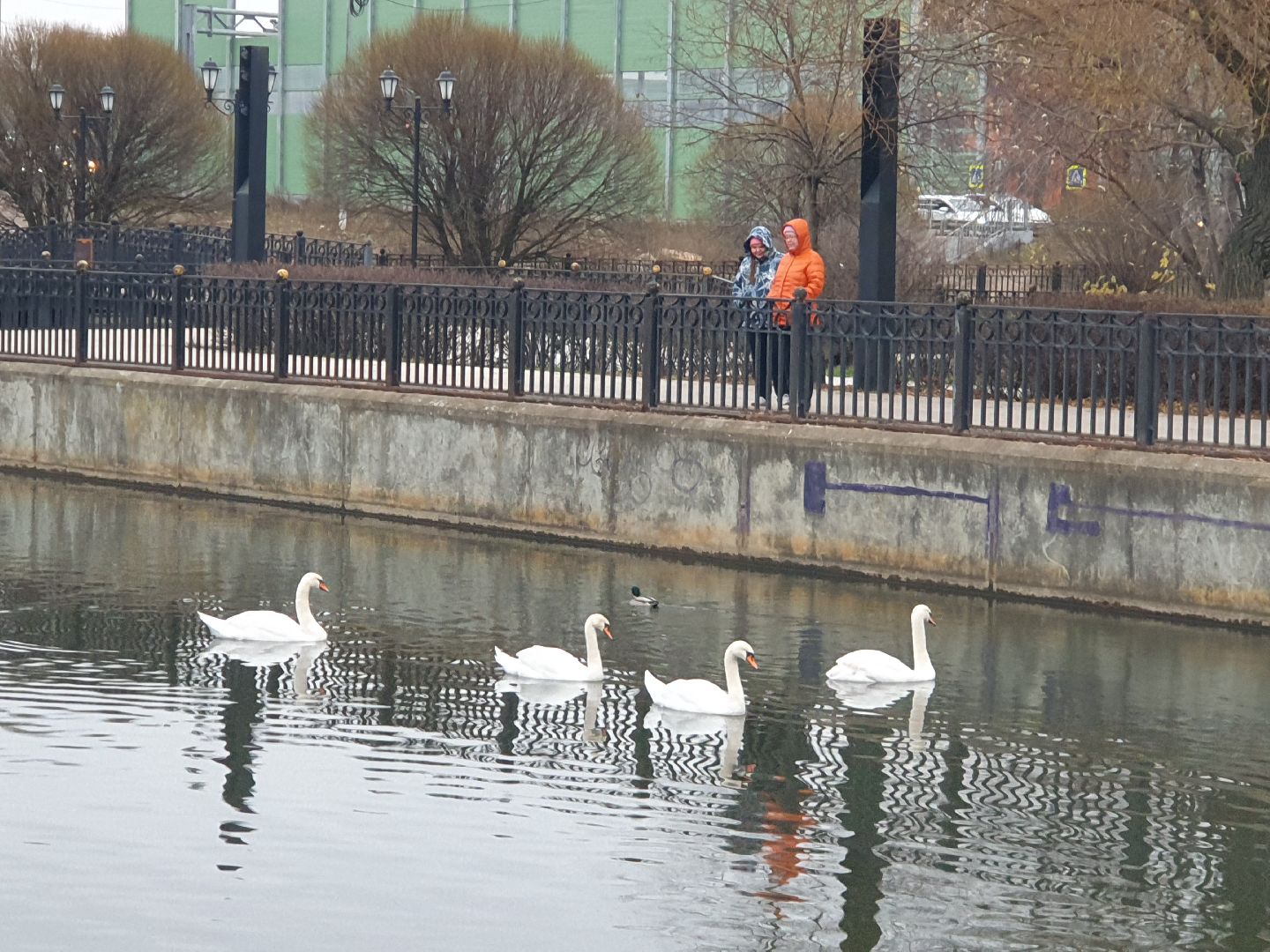 вертикалки, лебеди,