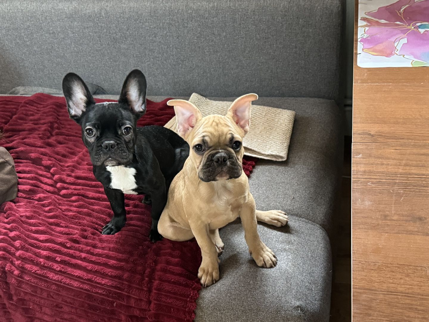 Подарок от президента, Школьница из Видного, Щенок французского бульдога, глава муниципалитета,