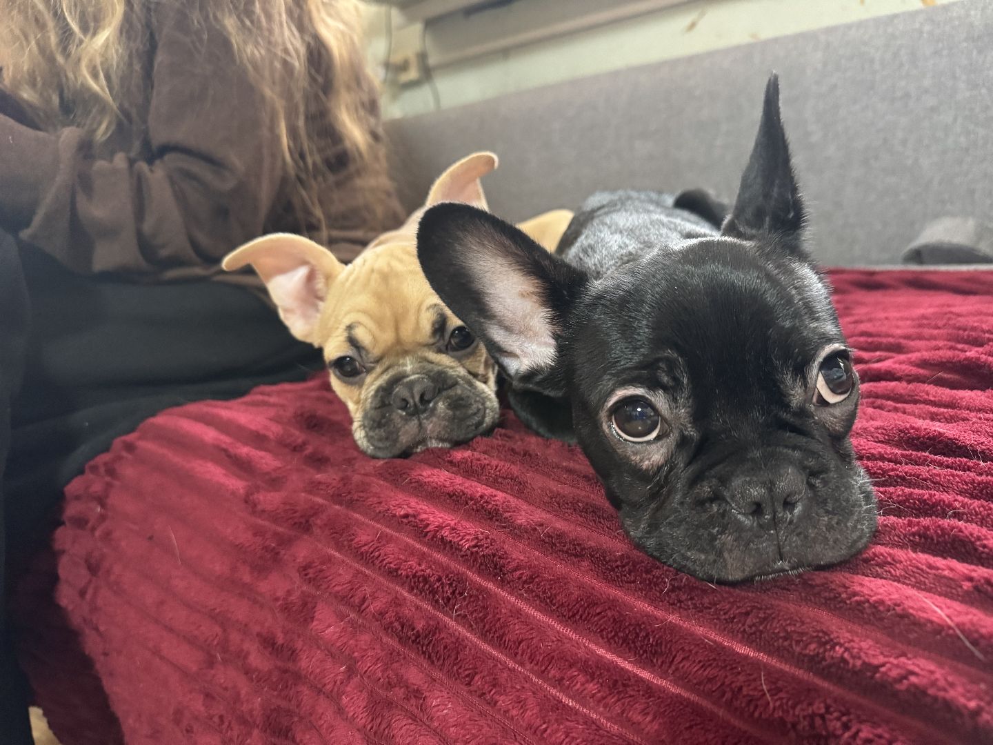 Подарок от президента, Школьница из Видного, Щенок французского бульдога, глава муниципалитета,