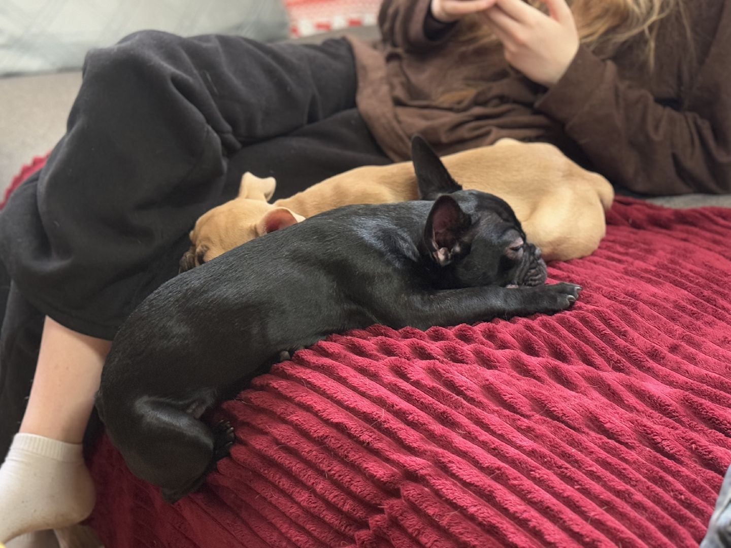 Подарок от президента, Школьница из Видного, Щенок французского бульдога, глава муниципалитета,