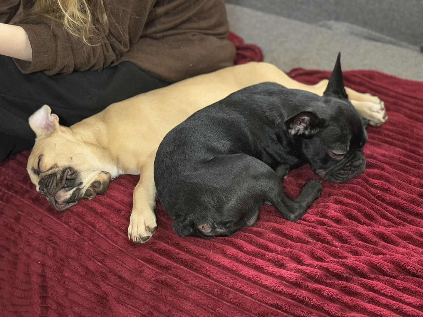 Подарок от президента, Школьница из Видного, Щенок французского бульдога, глава муниципалитета,