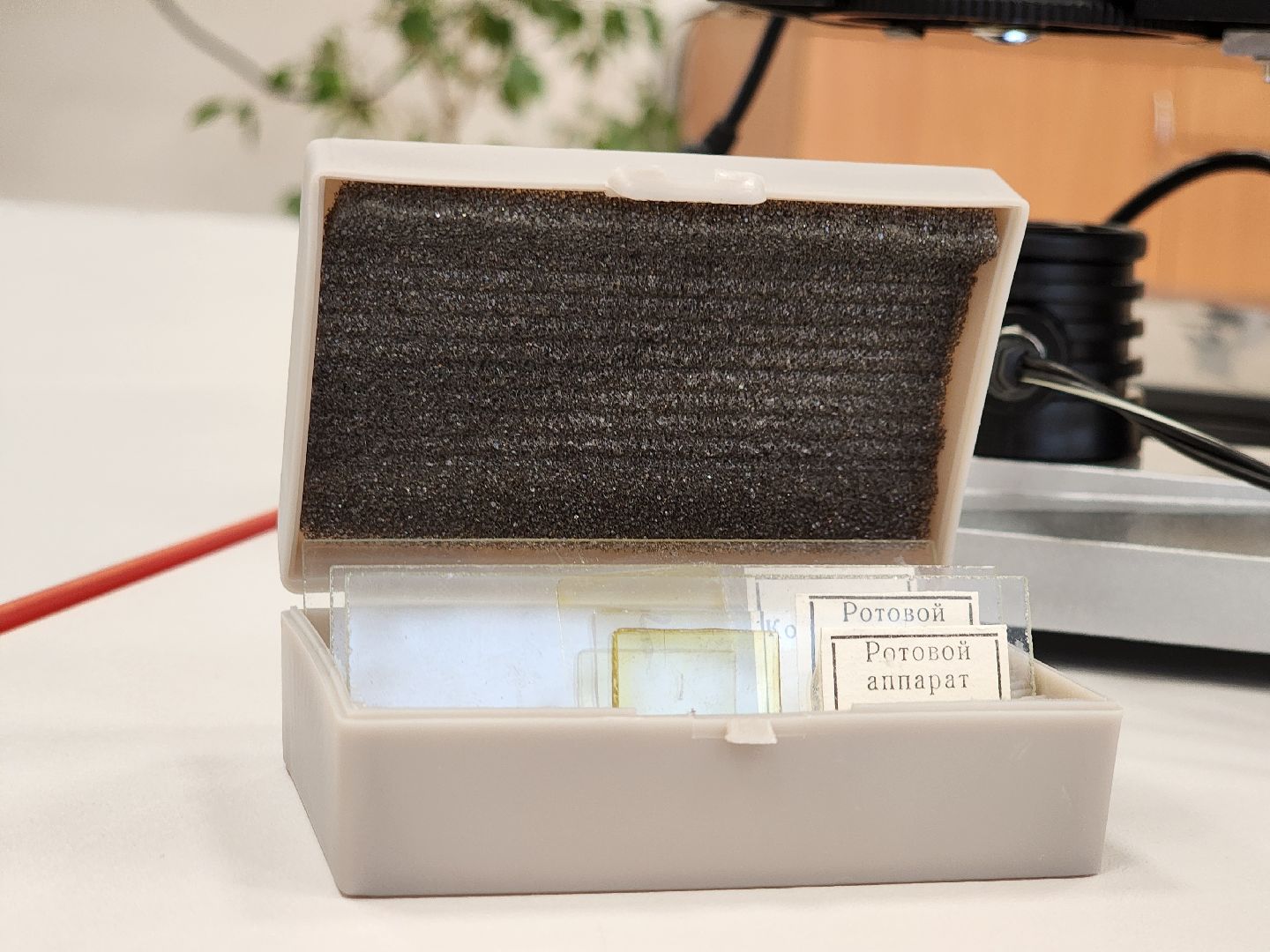 Луховицы, Образование, Точка роста деревне, вертикалка,