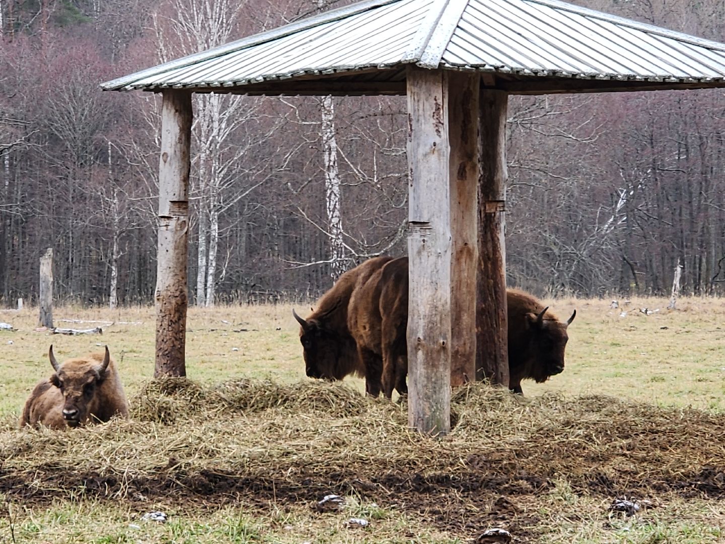 серпухов, подмосковье, приокско-террасный заповедник, зубры, вологда,