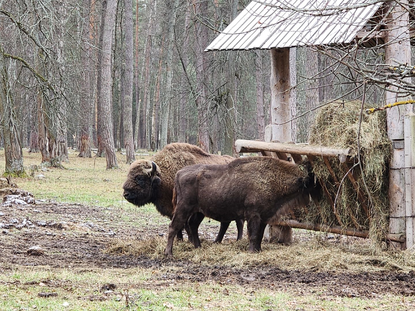 серпухов, подмосковье, приокско-террасный заповедник, зубры, вологда,