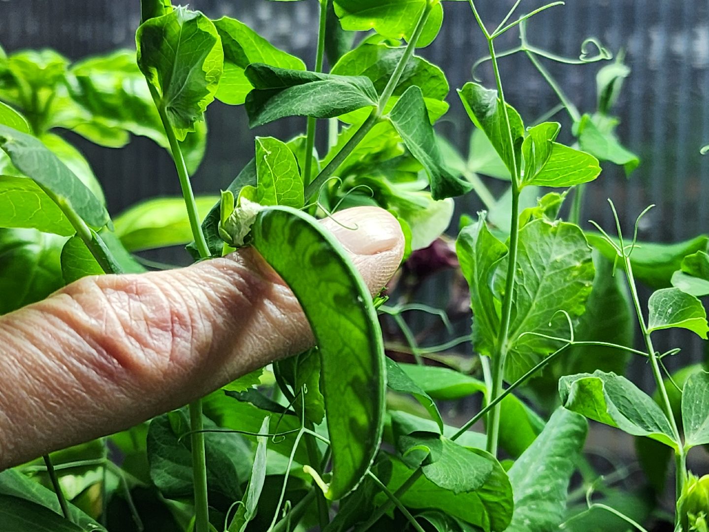 подольск, 29 школа, гидропоника, оранжерея, школьная оранжерея,
