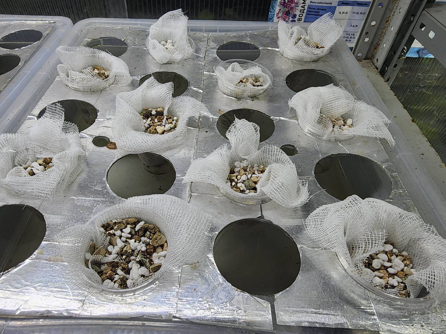 подольск, 29 школа, гидропоника, оранжерея, школьная оранжерея,