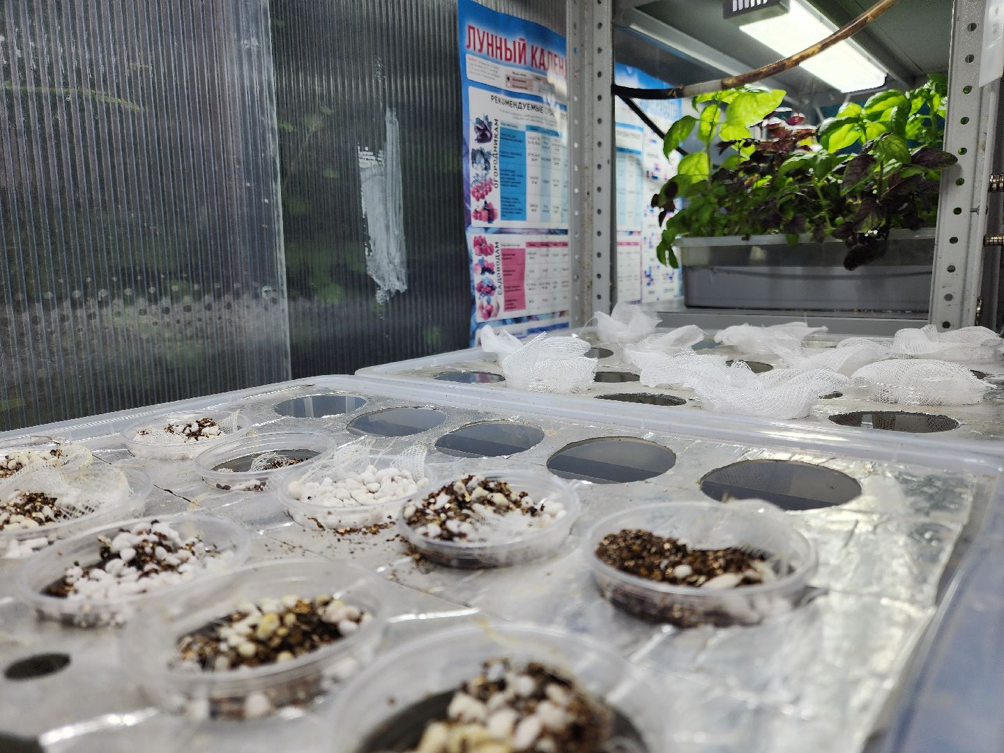 подольск, 29 школа, гидропоника, оранжерея, школьная оранжерея,