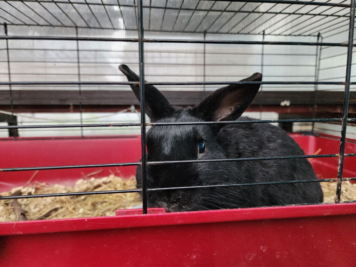 подольск, 29 школа, гидропоника, оранжерея, школьная оранжерея,