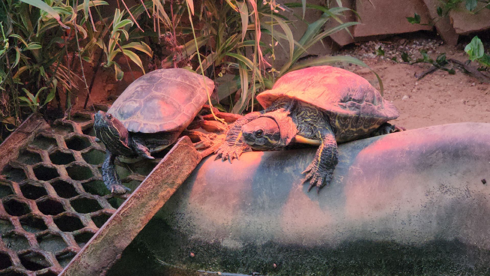 подольск, 29 школа, гидропоника, оранжерея, школьная оранжерея,