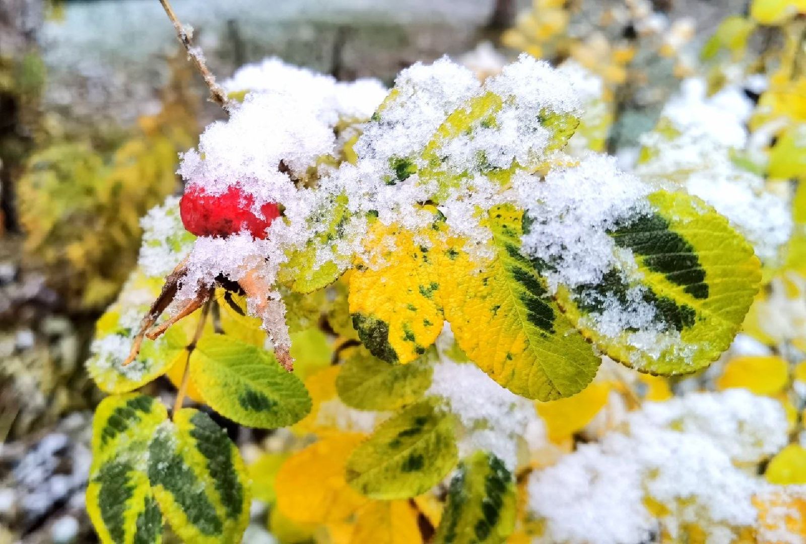 Коммунальные службы, ЖКХ, Уборка снега, Снегопад, вертикалки,