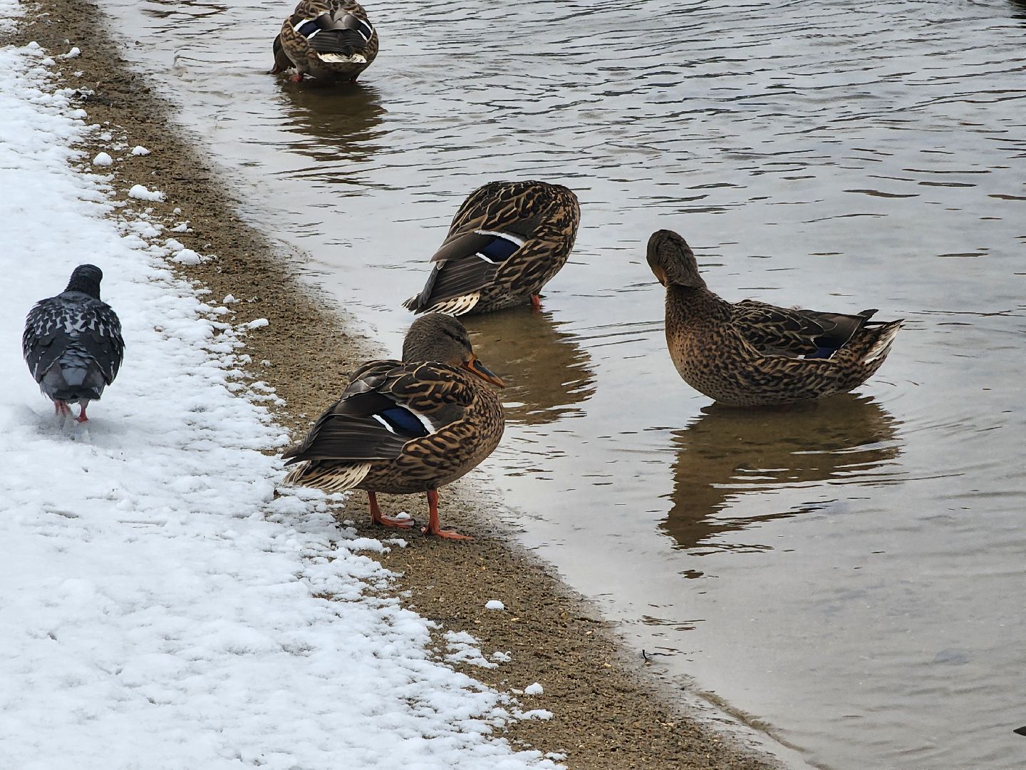 Дубна, Снегопад, снег, Погода, вертикалки,