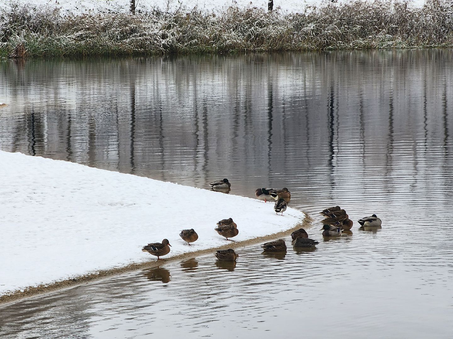 Дубна, Снегопад, снег, Погода, вертикалки,