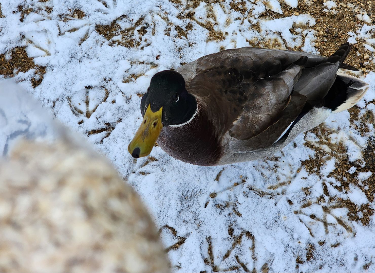 Дубна, Снегопад, снег, Погода, вертикалки,